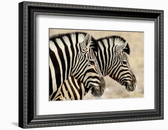 Burchell'S Zebras (Equus Quagga Burchellii) Standing Side By Side. Etosha Np, Namibia-Enrique Lopez-Tapia-Framed Photographic Print