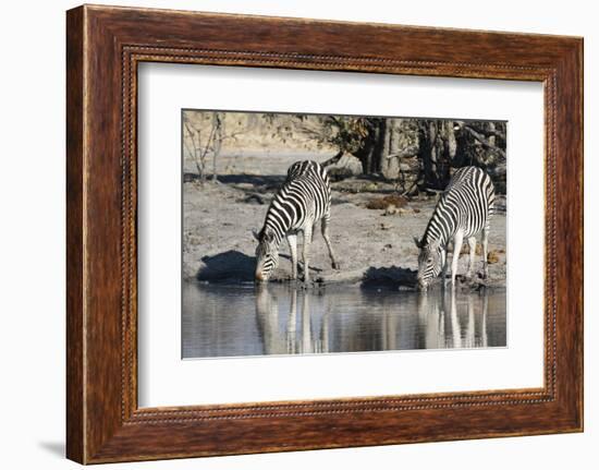 Burchell's Zebras, Khwai Concession, Okavango Delta, Botswana-Sergio Pitamitz-Framed Photographic Print