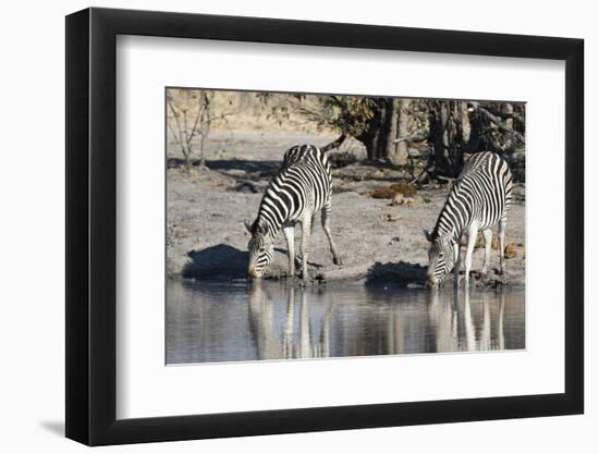 Burchell's Zebras, Khwai Concession, Okavango Delta, Botswana-Sergio Pitamitz-Framed Photographic Print