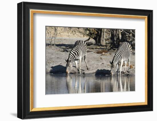 Burchell's Zebras, Khwai Concession, Okavango Delta, Botswana-Sergio Pitamitz-Framed Photographic Print