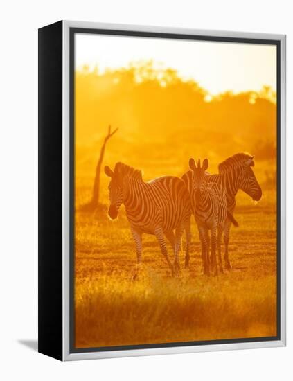 Burchell's Zebras, Makuleke Contractual Park, Kruger National Park-Ben Pipe-Framed Premier Image Canvas