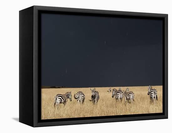Burchell's Zebras on Savanna Below Stormy Sky-Paul Souders-Framed Premier Image Canvas