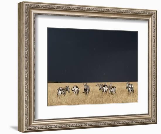 Burchell's Zebras on Savanna Below Stormy Sky-Paul Souders-Framed Photographic Print