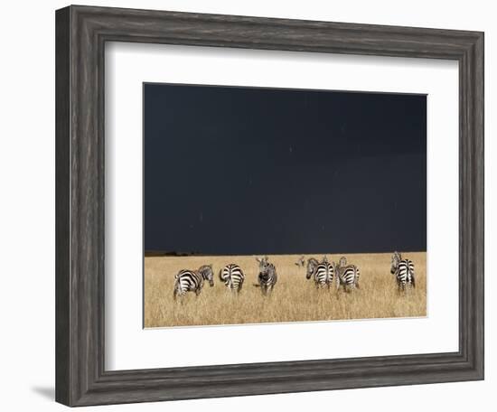 Burchell's Zebras on Savanna Below Stormy Sky-Paul Souders-Framed Photographic Print