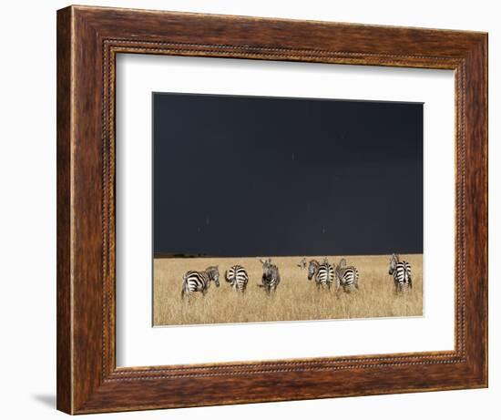 Burchell's Zebras on Savanna Below Stormy Sky-Paul Souders-Framed Photographic Print