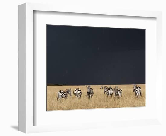 Burchell's Zebras on Savanna Below Stormy Sky-Paul Souders-Framed Photographic Print