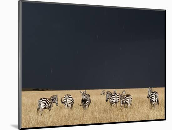 Burchell's Zebras on Savanna Below Stormy Sky-Paul Souders-Mounted Photographic Print