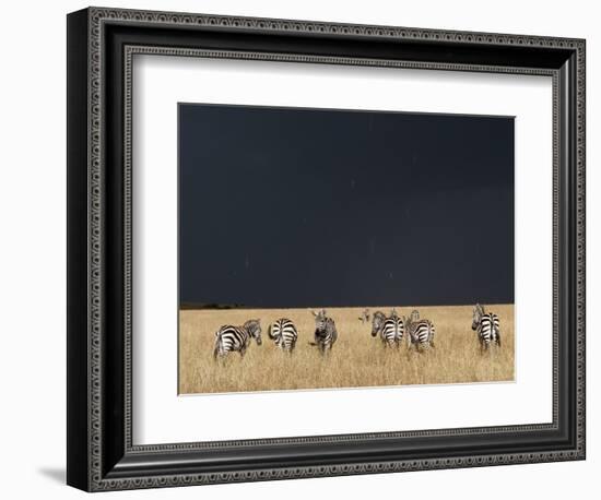 Burchell's Zebras on Savanna Below Stormy Sky-Paul Souders-Framed Photographic Print