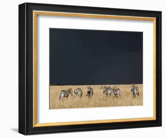 Burchell's Zebras on Savanna Below Stormy Sky-Paul Souders-Framed Photographic Print