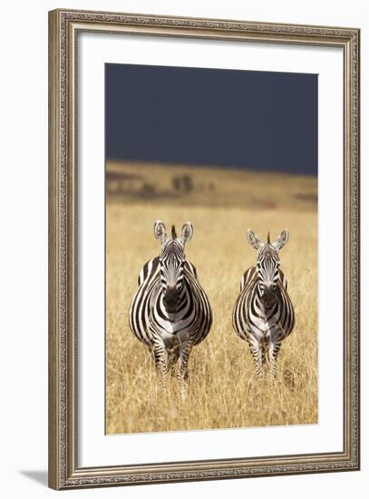 Burchell's Zebras on Savanna Below Stormy Sky-Paul Souders-Framed Photographic Print