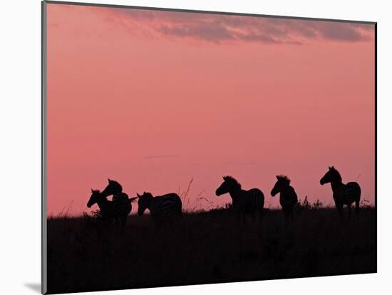Burchell's Zebras Silhouetted in the Morning Sky of the Maasai Mara, Kenya-Joe Restuccia III-Mounted Photographic Print