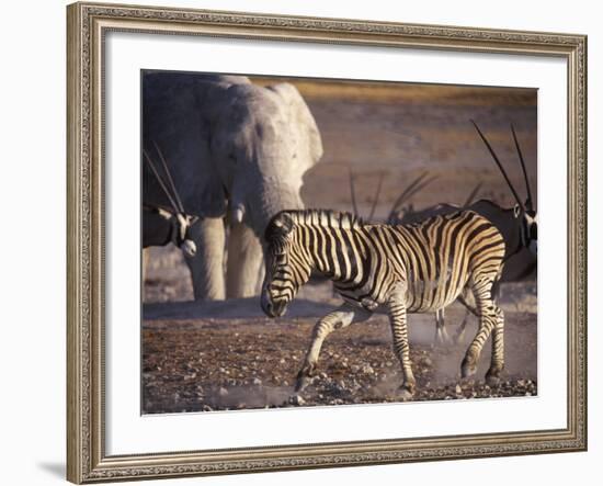 Burchells Zebra and Elephants at Waterhole-Mark Hannaford-Framed Photographic Print