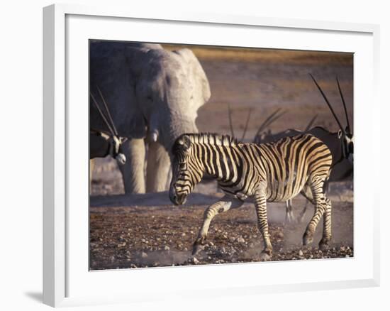 Burchells Zebra and Elephants at Waterhole-Mark Hannaford-Framed Photographic Print