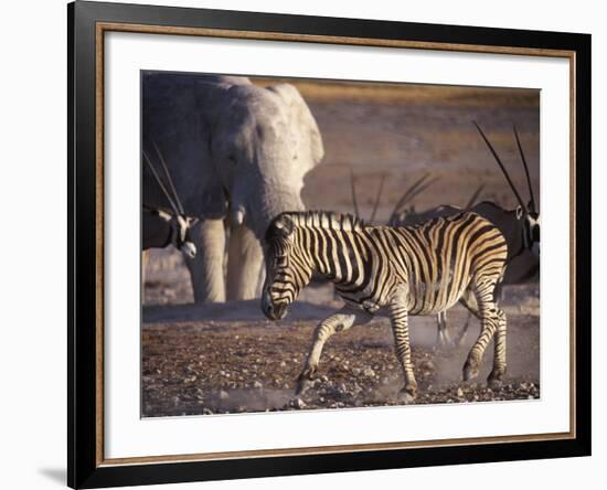 Burchells Zebra and Elephants at Waterhole-Mark Hannaford-Framed Photographic Print