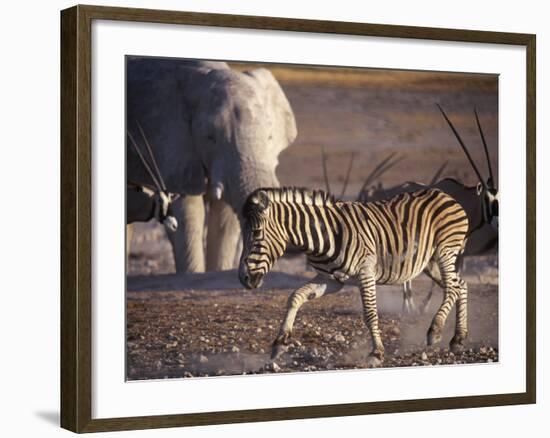 Burchells Zebra and Elephants at Waterhole-Mark Hannaford-Framed Photographic Print