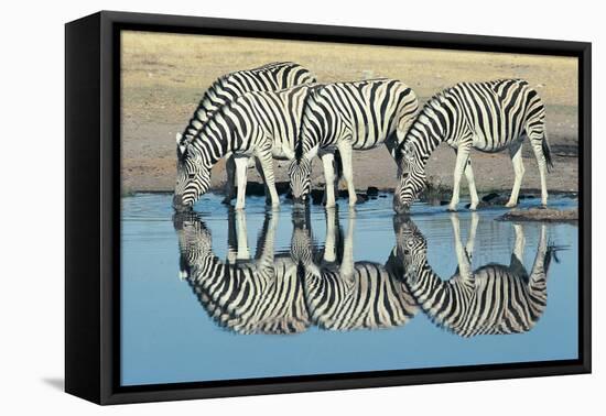 Burchells Zebra (Equus Burchelli) Drinking at Waterhole, Etosha, Namibia-Digital Vision.-Framed Premier Image Canvas