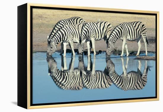 Burchells Zebra (Equus Burchelli) Drinking at Waterhole, Etosha, Namibia-Digital Vision.-Framed Premier Image Canvas