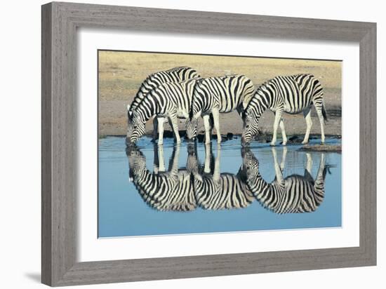 Burchells Zebra (Equus Burchelli) Drinking at Waterhole, Etosha, Namibia-Digital Vision.-Framed Photographic Print