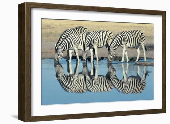 Burchells Zebra (Equus Burchelli) Drinking at Waterhole, Etosha, Namibia-Digital Vision.-Framed Photographic Print