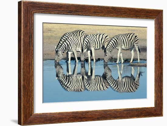 Burchells Zebra (Equus Burchelli) Drinking at Waterhole, Etosha, Namibia-Digital Vision.-Framed Photographic Print