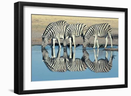 Burchells Zebra (Equus Burchelli) Drinking at Waterhole, Etosha, Namibia-Digital Vision.-Framed Photographic Print