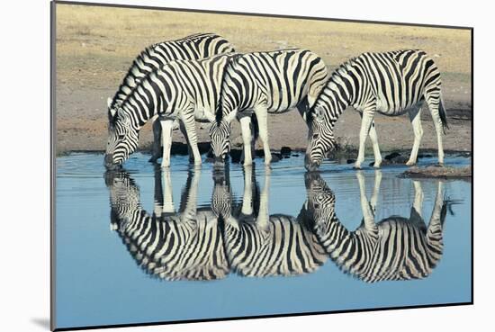 Burchells Zebra (Equus Burchelli) Drinking at Waterhole, Etosha, Namibia-Digital Vision.-Mounted Photographic Print