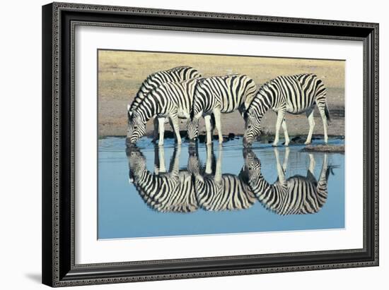 Burchells Zebra (Equus Burchelli) Drinking at Waterhole, Etosha, Namibia-Digital Vision.-Framed Photographic Print