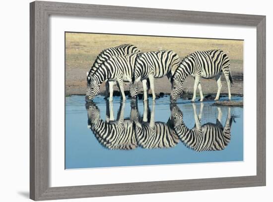 Burchells Zebra (Equus Burchelli) Drinking at Waterhole, Etosha, Namibia-Digital Vision.-Framed Photographic Print