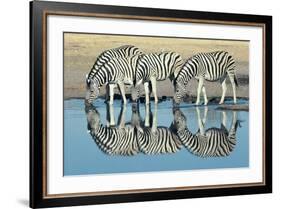 Burchells Zebra (Equus Burchelli) Drinking at Waterhole, Etosha, Namibia-Digital Vision.-Framed Photographic Print