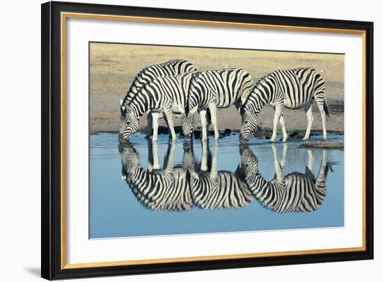 Burchells Zebra (Equus Burchelli) Drinking at Waterhole, Etosha, Namibia-Digital Vision.-Framed Photographic Print