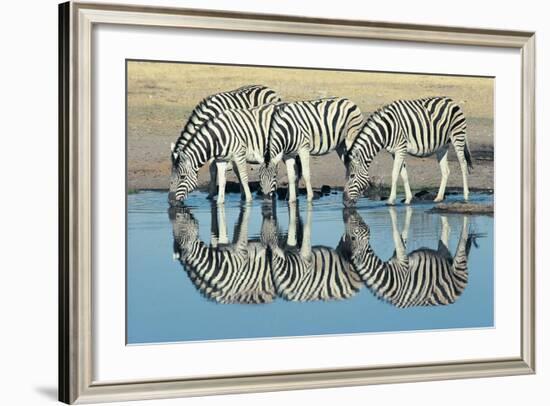 Burchells Zebra (Equus Burchelli) Drinking at Waterhole, Etosha, Namibia-Digital Vision.-Framed Photographic Print