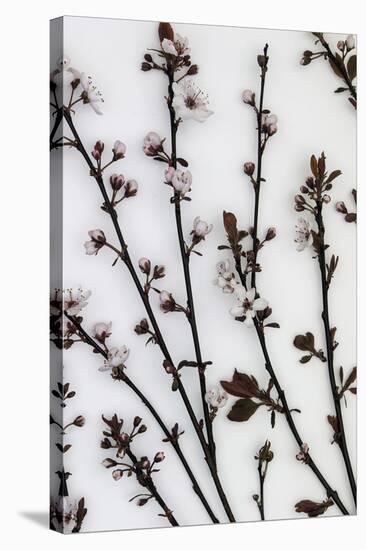 Burgeoning Blossom-Assaf Frank-Framed Stretched Canvas