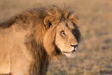 Panthera Leo, Lion, Loewe, Male-Burghard Schreyer-Photographic Print