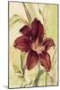 Burgundy Day Lily-Cheri Blum-Mounted Art Print