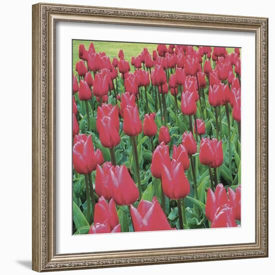 Burgundy Lace-Bent Rej-Framed Giclee Print