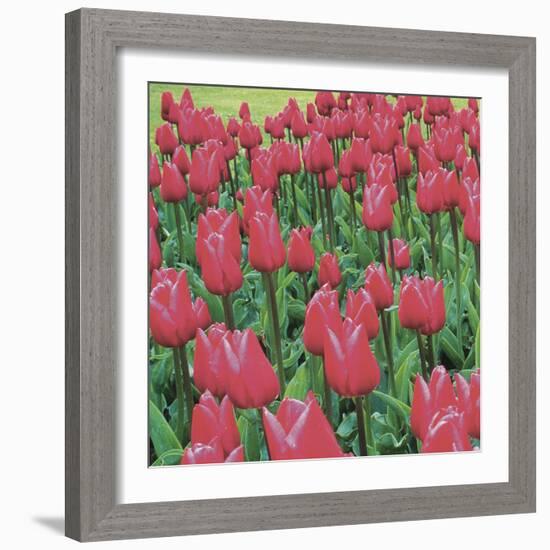 Burgundy Lace-Bent Rej-Framed Giclee Print