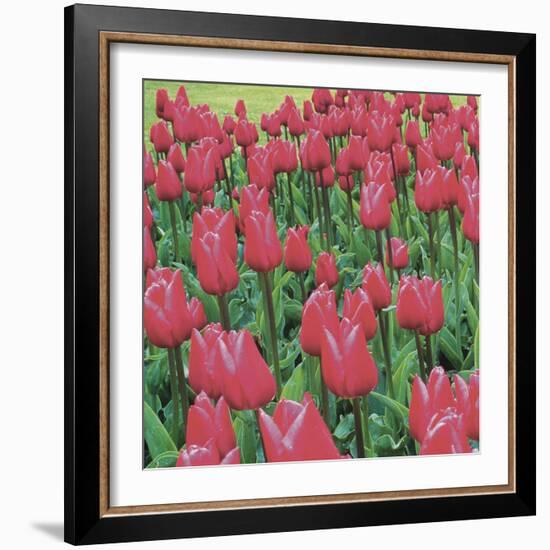 Burgundy Lace-Bent Rej-Framed Giclee Print