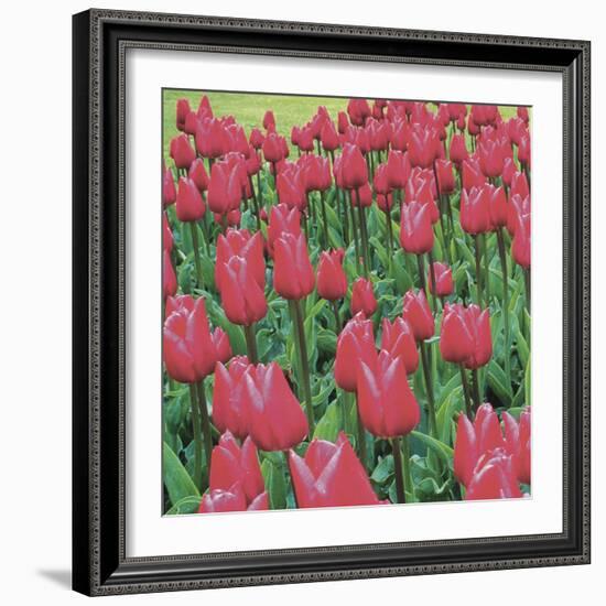 Burgundy Lace-Bent Rej-Framed Giclee Print