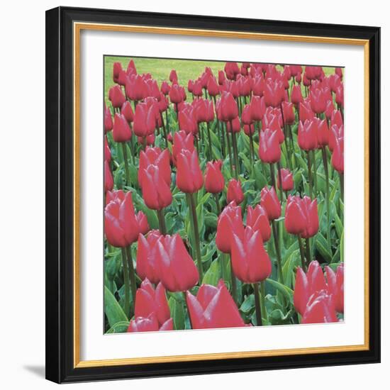 Burgundy Lace-Bent Rej-Framed Giclee Print