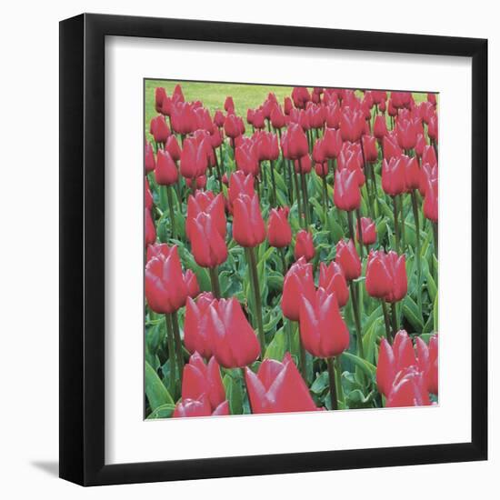 Burgundy Lace-Bent Rej-Framed Giclee Print