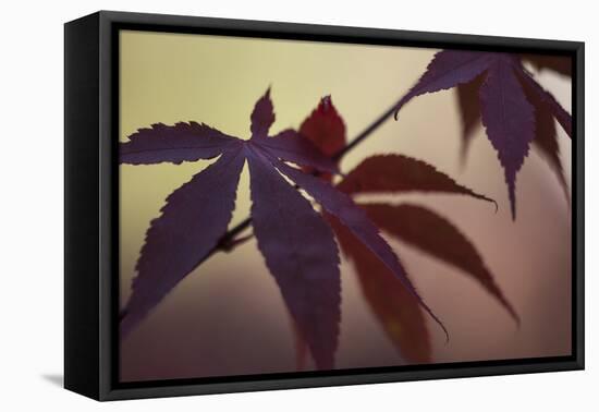 Burgundy Maple I-Rita Crane-Framed Premier Image Canvas