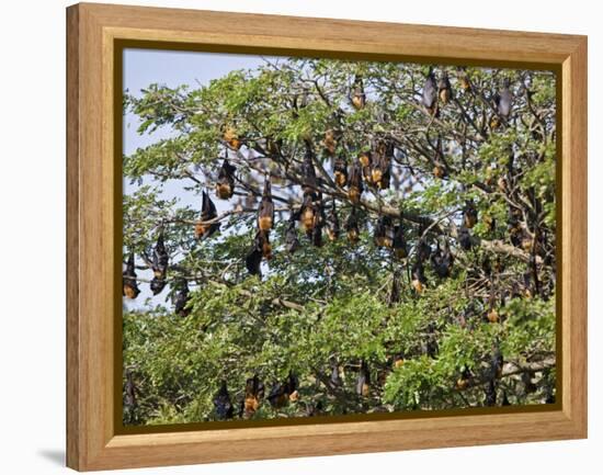 Burma, Rakhine State, Fruit Bats Spend the Day Hanging from the Branches of Large Trees, Myanmar-Nigel Pavitt-Framed Premier Image Canvas