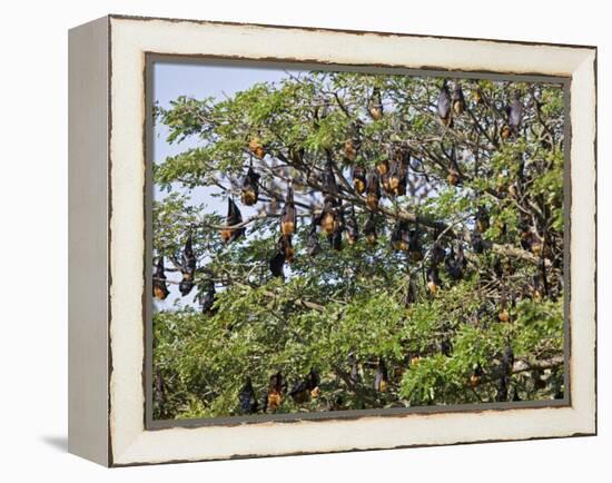 Burma, Rakhine State, Fruit Bats Spend the Day Hanging from the Branches of Large Trees, Myanmar-Nigel Pavitt-Framed Premier Image Canvas