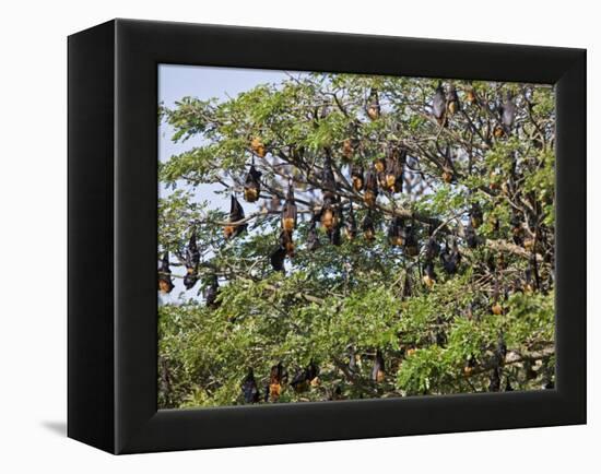 Burma, Rakhine State, Fruit Bats Spend the Day Hanging from the Branches of Large Trees, Myanmar-Nigel Pavitt-Framed Premier Image Canvas