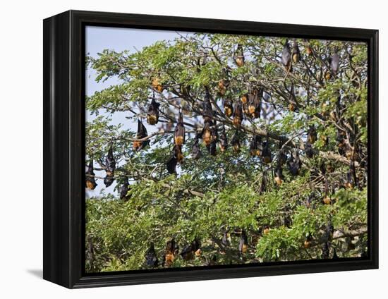 Burma, Rakhine State, Fruit Bats Spend the Day Hanging from the Branches of Large Trees, Myanmar-Nigel Pavitt-Framed Premier Image Canvas