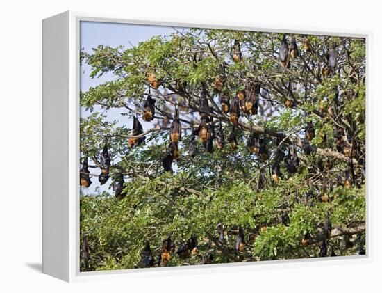 Burma, Rakhine State, Fruit Bats Spend the Day Hanging from the Branches of Large Trees, Myanmar-Nigel Pavitt-Framed Premier Image Canvas