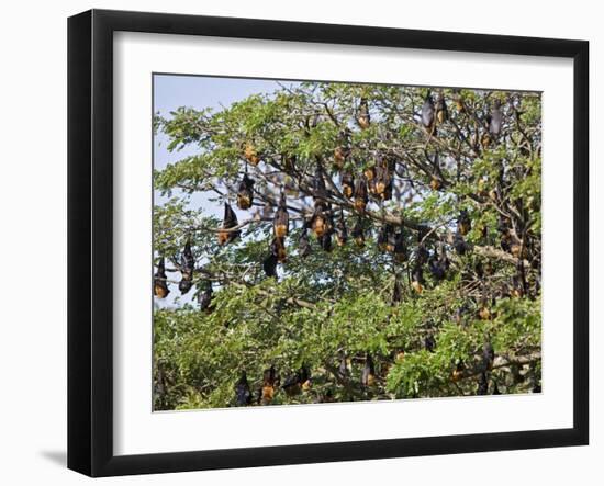 Burma, Rakhine State, Fruit Bats Spend the Day Hanging from the Branches of Large Trees, Myanmar-Nigel Pavitt-Framed Photographic Print