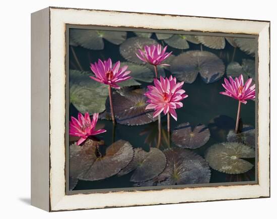 Burma, Sittwe, Beautiful Lotus Flowers Bloom in Rainwater Pond on Outskirts of Sittwe, Myanmar-Nigel Pavitt-Framed Premier Image Canvas