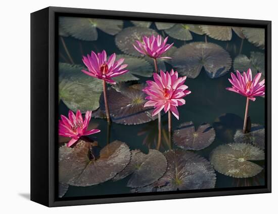 Burma, Sittwe, Beautiful Lotus Flowers Bloom in Rainwater Pond on Outskirts of Sittwe, Myanmar-Nigel Pavitt-Framed Premier Image Canvas