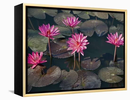 Burma, Sittwe, Beautiful Lotus Flowers Bloom in Rainwater Pond on Outskirts of Sittwe, Myanmar-Nigel Pavitt-Framed Premier Image Canvas